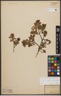 Foto von Salix waldsteiniana Willd.